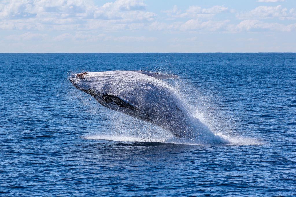 G_humpback humpback