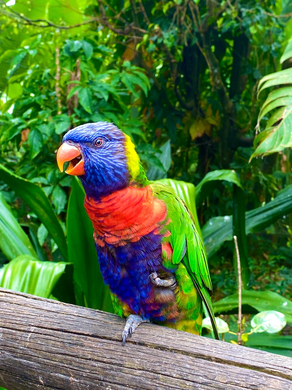 G_parrot parrot