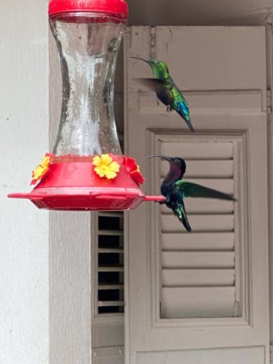 hummingbirds