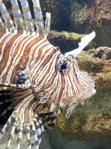 lionfish