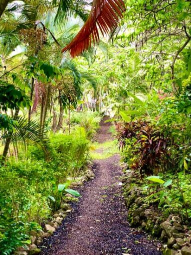 grenada-bush