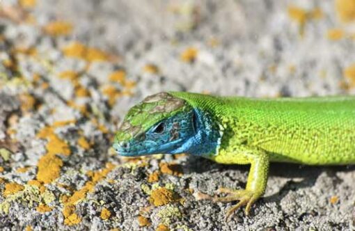 ein Jahr Iguana