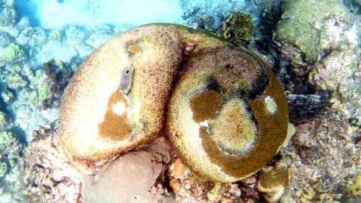 guadeloupe-schwimmen-schnorcheln-tauchen