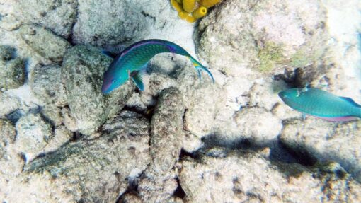 guadeloupe-schwimmen-schnorcheln-tauchen