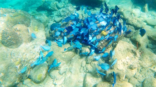 guadeloupe-schwimmen-schnorcheln-tauchen