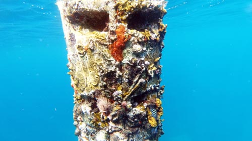 guadeloupe-schwimmen-schnorcheln-tauchen