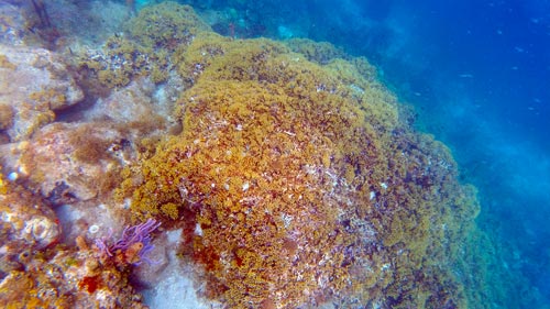 guadeloupe-schwimmen-schnorcheln-tauchen