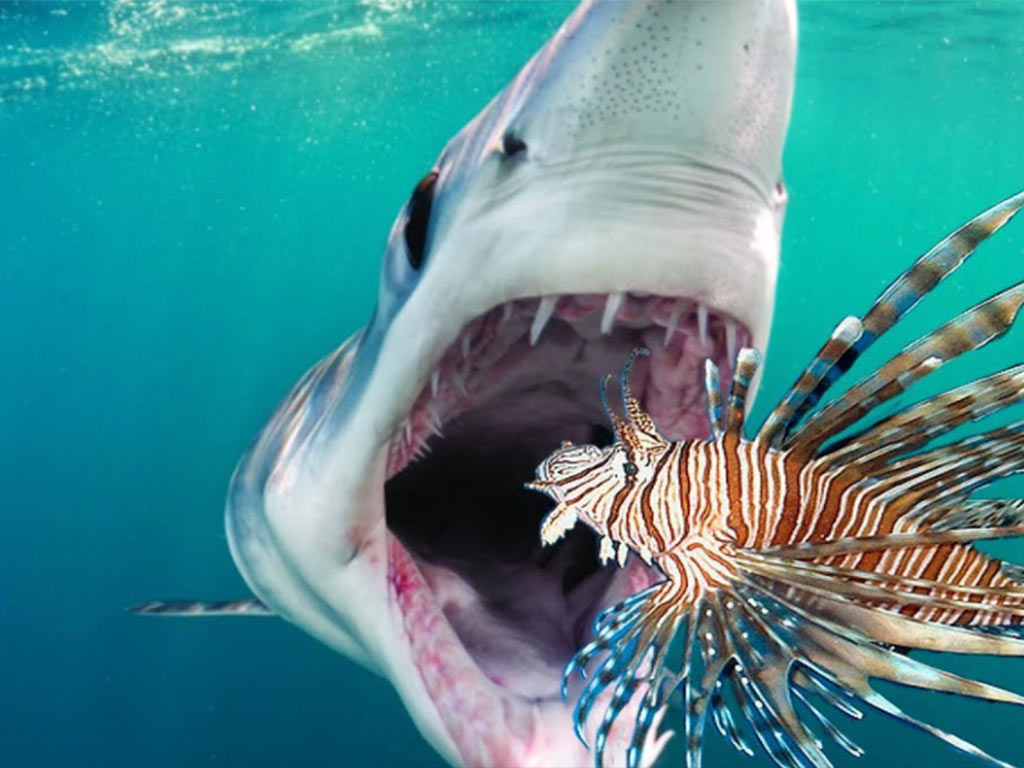 Absurd Creature of the Week: This Mussel Does an Incredible Impression of a  Fish